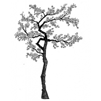 Lavinia - Cherry Blossom Tree  